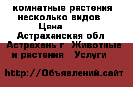 комнатные растения (несколько видов) › Цена ­ 300 - Астраханская обл., Астрахань г. Животные и растения » Услуги   